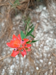 Castilleja nervata