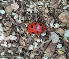 Alagoasa nigromaculata