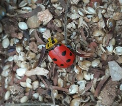 Alagoasa nigromaculata