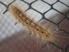 Paracles deserticola