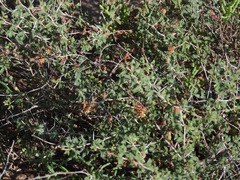 Prosopis reptans