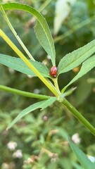 Harmonia axyridis
