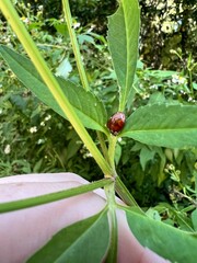 Harmonia axyridis