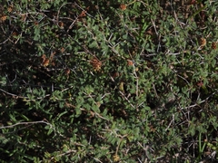 Prosopis reptans
