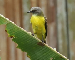 Myiozetetes granadensis