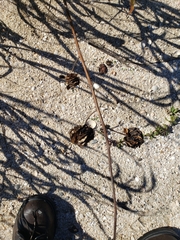Desmanthus illinoensis