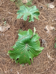 Psacalium peltatum