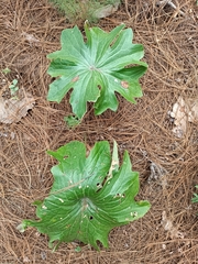 Psacalium peltatum