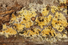 Trichoderma sulphureum