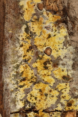 Trichoderma sulphureum