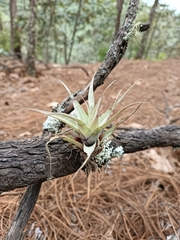 Tillandsia incarnata