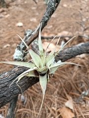 Tillandsia incarnata
