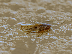 Arocephalus longiceps