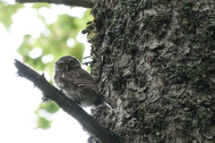 Glaucidium passerinum