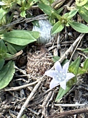 Richardia grandiflora