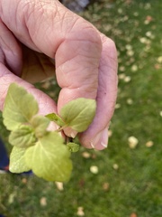 Lamium purpureum