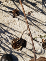 Desmanthus illinoensis