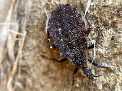Triatoma sanguisuga