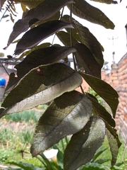 Juglans neotropica