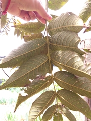 Juglans neotropica