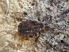 Triatoma sanguisuga