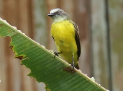 Myiozetetes granadensis