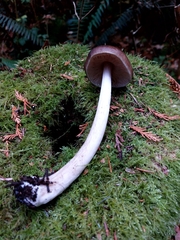 Pluteus exilis