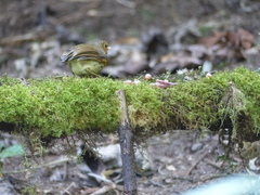 Grallaricula flavirostris