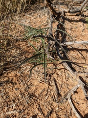Asclepias brachystephana