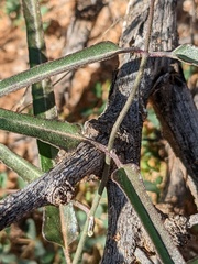 Asclepias brachystephana