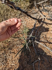 Asclepias brachystephana
