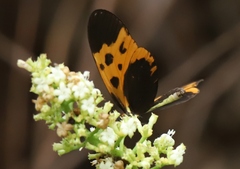 Mechanitis messenoides