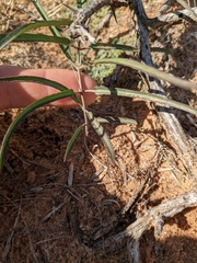 Asclepias brachystephana