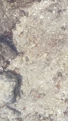 Bathygobius ramosus
