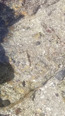Bathygobius ramosus