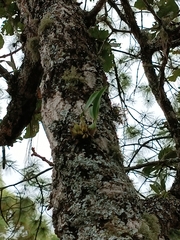 Encyclia