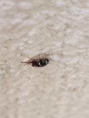 Ptinus