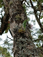 Encyclia