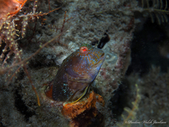 Parablennius marmoreus