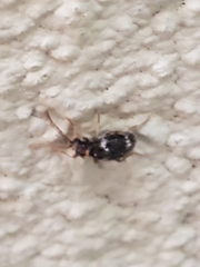 Ptinus