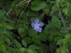 Vinca