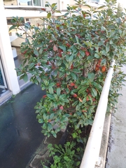 Photinia serrulata