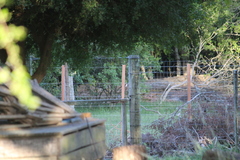 Lepidocolaptes angustirostris