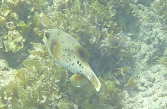 Arothron nigropunctatus