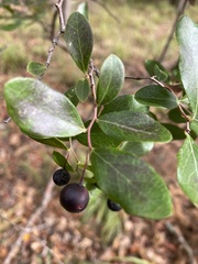 Vaccinium fuscatum