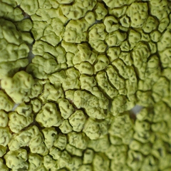 Acarosporaceae