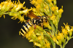 Myzinum quinquecinctum