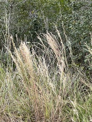 Schizachyrium littorale