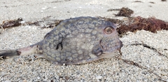 Acanthostracion quadricornis