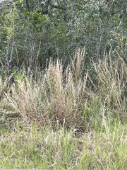 Schizachyrium littorale